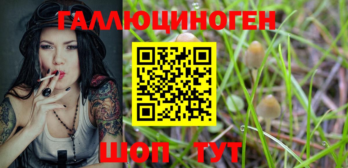 Галлюциногенные грибы Psilocybine cubensis Королёв